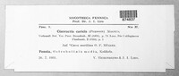 Anthracoidea caricis image